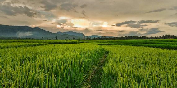 Legenda Asal Usul Padi Pulut, Cerita Rakyat dari Sumatera Utara