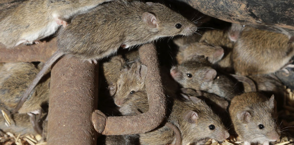 australian-farmers-are-battling-another-potential-mouse-plague-–-what-is-causing-it?
