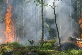 67-ribu-hektar-lahan-terbakar,-target-emisi-nasional-terancam-tak-tercapai