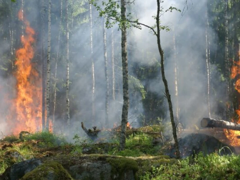 67-ribu-hektar-lahan-terbakar,-target-emisi-nasional-terancam-tak-tercapai