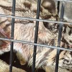 ketika-satwa-mati-lagi-di-kebun-binatang-r-zoo