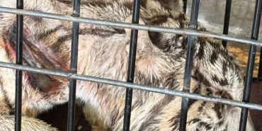 ketika-satwa-mati-lagi-di-kebun-binatang-r-zoo