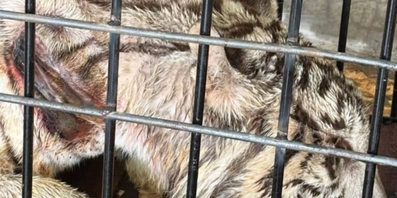 ketika-satwa-mati-lagi-di-kebun-binatang-r-zoo