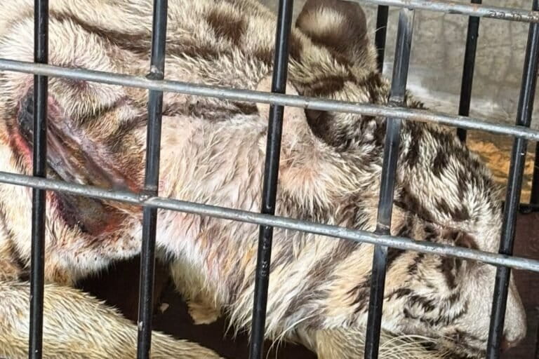 ketika-satwa-mati-lagi-di-kebun-binatang-r-zoo