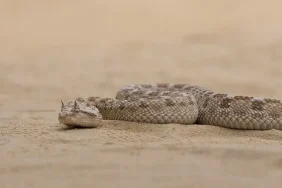 inilah-sidewinder,-ular-tercepat-di-dunia-yang-bisa-melesat-hingga-29-km-per-jam