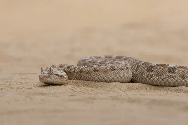 inilah-sidewinder,-ular-tercepat-di-dunia-yang-bisa-melesat-hingga-29-km-per-jam