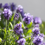 10-tumbuhan-yang-daunnya-harum,-bikin-rumah-dan-taman-lebih-segar