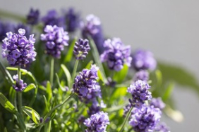 10-tumbuhan-yang-daunnya-harum,-bikin-rumah-dan-taman-lebih-segar