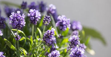 10-tumbuhan-yang-daunnya-harum,-bikin-rumah-dan-taman-lebih-segar