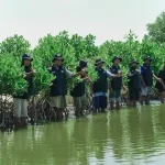 bri-perkuat-ekosistem-pesisir-lewat-penanaman-500-mangrove