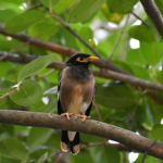 kerak-ungu,-spesies-invasif-yang-kian-akrab-di-jakarta