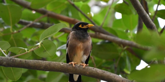kerak-ungu,-spesies-invasif-yang-kian-akrab-di-jakarta