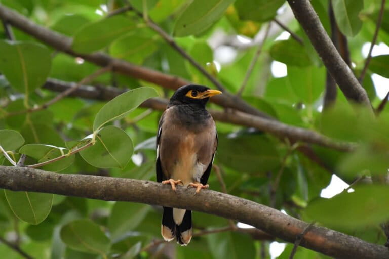 kerak-ungu,-spesies-invasif-yang-kian-akrab-di-jakarta