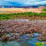 nasib-hutan-sagu-ketika-industri-nikel-masuk-pulau-obi-[1]