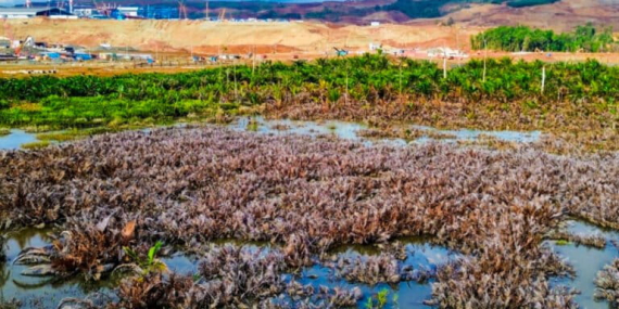 nasib-hutan-sagu-ketika-industri-nikel-masuk-pulau-obi-[1]