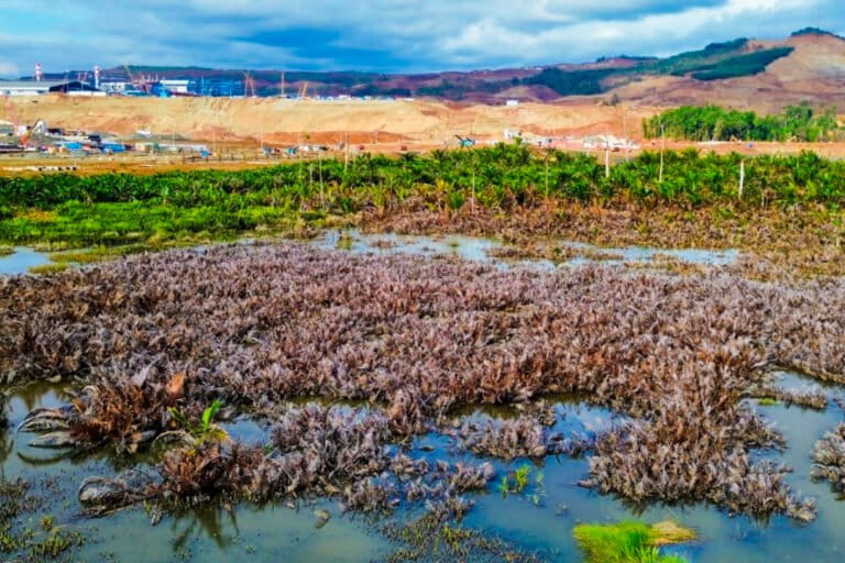 nasib-hutan-sagu-ketika-industri-nikel-masuk-pulau-obi-[1]