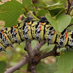 mopane-worm-and-termite-sales-relieve-poverty-in-rural-south-africa-–-studies-explore-the-impact