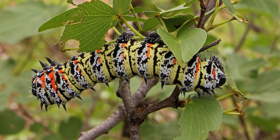 mopane-worm-and-termite-sales-relieve-poverty-in-rural-south-africa-–-studies-explore-the-impact