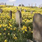 boom-in-cremation-hides-surprising-truths-about-what-americans-really-want-when-they-die