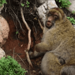 monyet-monyet-ini-memakan-tanah,-ilmuwan-ungkap-kaitannya-dengan-perilaku-turis