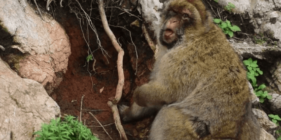 monyet-monyet-ini-memakan-tanah,-ilmuwan-ungkap-kaitannya-dengan-perilaku-turis