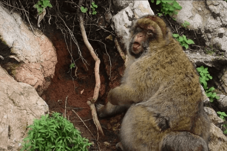 monyet-monyet-ini-memakan-tanah,-ilmuwan-ungkap-kaitannya-dengan-perilaku-turis