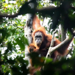 bagaimana-kondisi-hutan-dan-satwa-liar-indonesia?