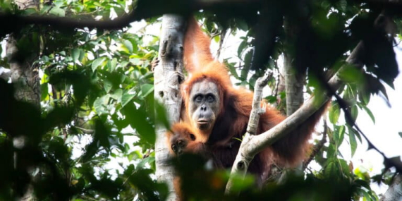 bagaimana-kondisi-hutan-dan-satwa-liar-indonesia?