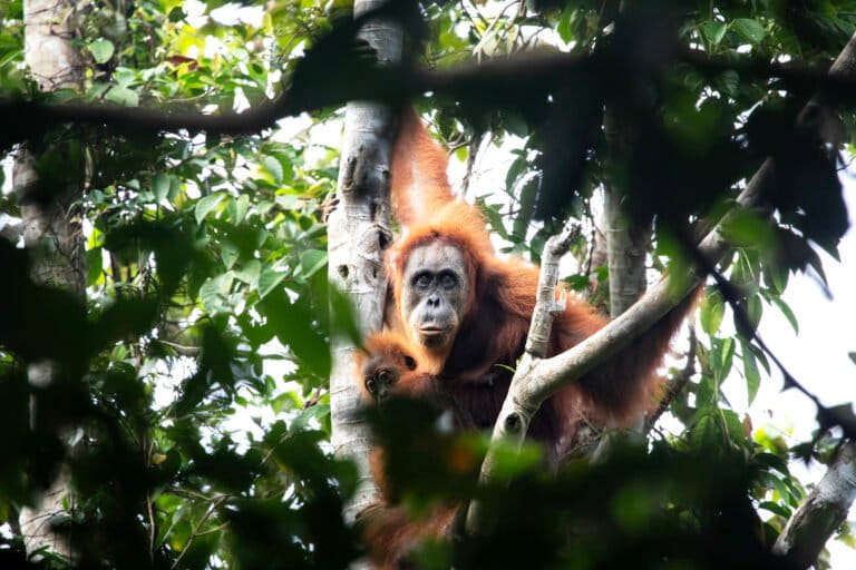 bagaimana-kondisi-hutan-dan-satwa-liar-indonesia?