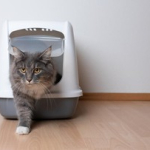 7-rekomendasi-litter-box-kucing-terbaik-lengkap-dari-murah,-tertutup-hingga-otomatis