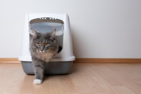 7-rekomendasi-litter-box-kucing-terbaik-lengkap-dari-murah,-tertutup-hingga-otomatis