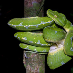 jejak-ular-sanca-hijau-utara-di-hutan-papua