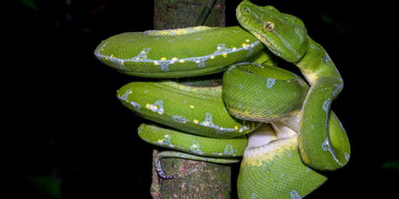 jejak-ular-sanca-hijau-utara-di-hutan-papua