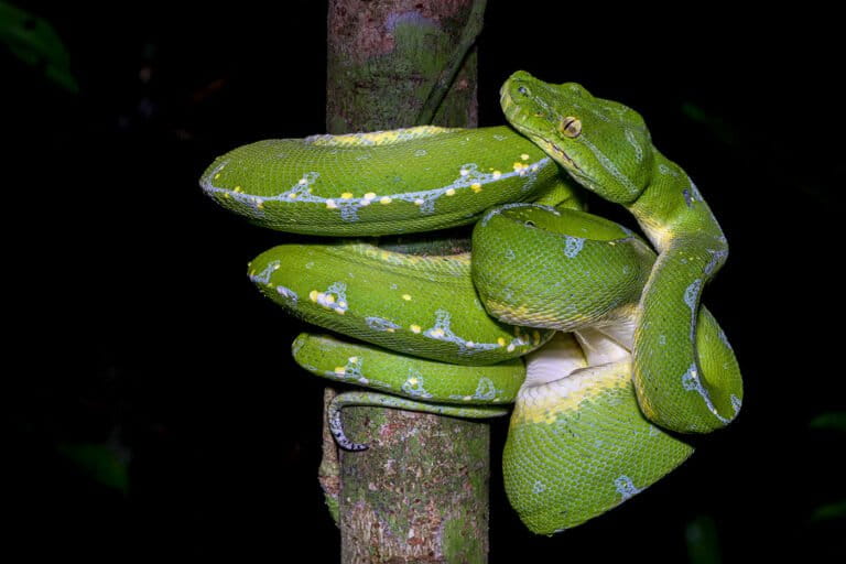 jejak-ular-sanca-hijau-utara-di-hutan-papua