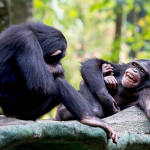 tawa-orangutan-dan-simpanse-ternyata-punya-makna