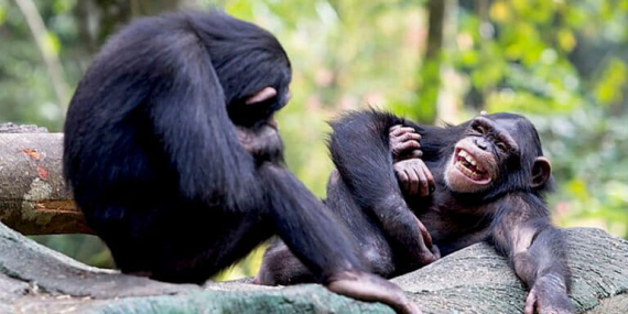 tawa-orangutan-dan-simpanse-ternyata-punya-makna