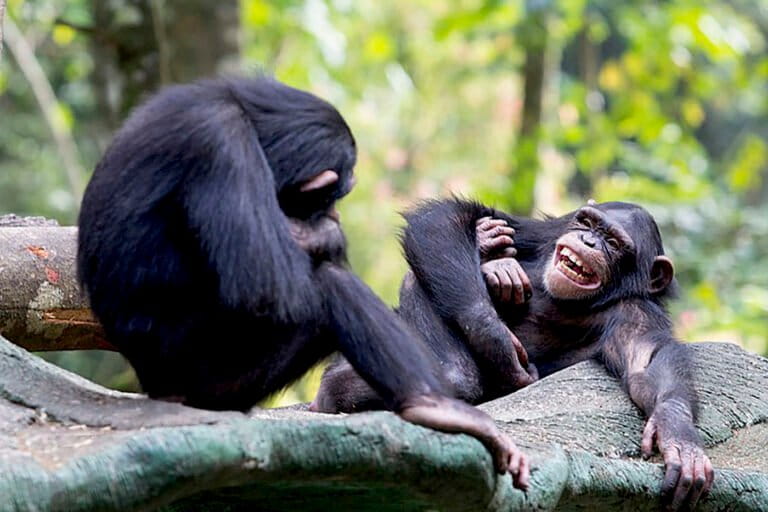 tawa-orangutan-dan-simpanse-ternyata-punya-makna