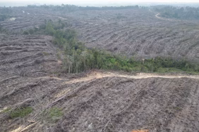 menolak-peninjauan-izin-pt-tpl-yang-telah-menghilangkan-nyawa-dan-hutan