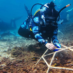aksi-brigitta-gunawan-selamatkan-karang-lewat-teknologi-vr-dan-edukasi