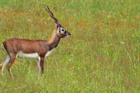 kisah-kijang-dan-lintah,-cerita-rakyat-dari-yogyakarta