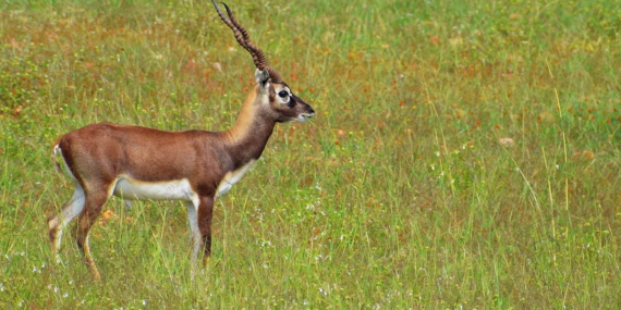 kisah-kijang-dan-lintah,-cerita-rakyat-dari-yogyakarta