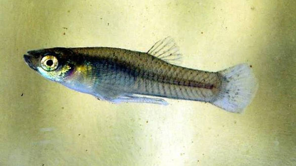 kisah-ikan-cere-di-indonesia,-dibawa-belanda-untuk-basmi-nyamuk-kini-jadi-hama