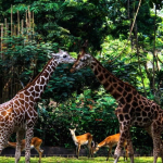 mencari-pengelola-baru-bandung-zoo,-pkbsi-ingatkan-harus-kompeten