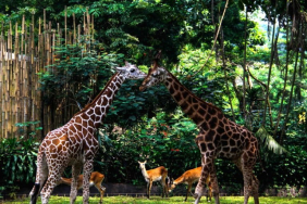 mencari-pengelola-baru-bandung-zoo,-pkbsi-ingatkan-harus-kompeten