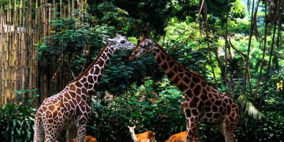 mencari-pengelola-baru-bandung-zoo,-pkbsi-ingatkan-harus-kompeten