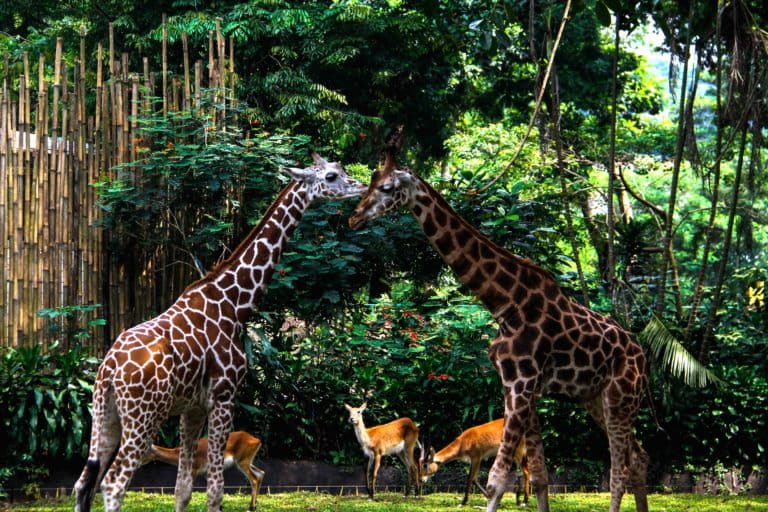 mencari-pengelola-baru-bandung-zoo,-pkbsi-ingatkan-harus-kompeten