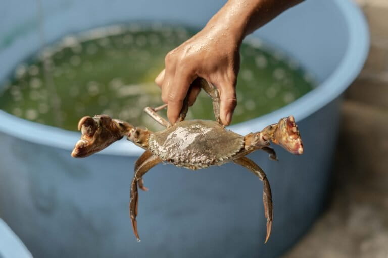 hidupi-warga-pesisir-lombok,-mengapa-kepiting-bakau-minim-perhatian?