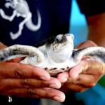 komitmen-jumawan-jaga-kelestarian-penyu-di-cilacap