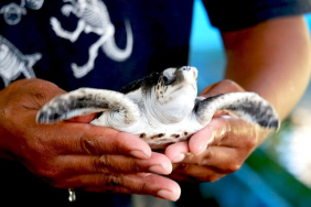 komitmen-jumawan-jaga-kelestarian-penyu-di-cilacap