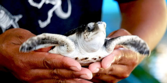 komitmen-jumawan-jaga-kelestarian-penyu-di-cilacap